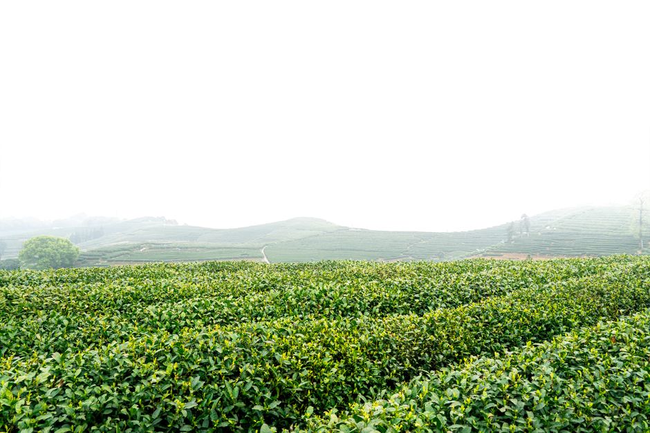 Why Herbs And Botanicals: A Cautious Look Is Worth Your Attention, One Step at a Time
